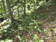 Ruscus-colchicus_Агулова_стация